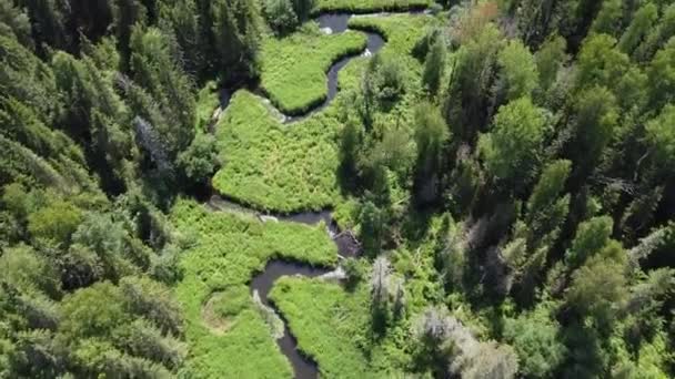 一条小河蜿蜒流过森林的空中摄影 这条河流过森林时弯成许多弯 太阳在水中反射出来 — 图库视频影像