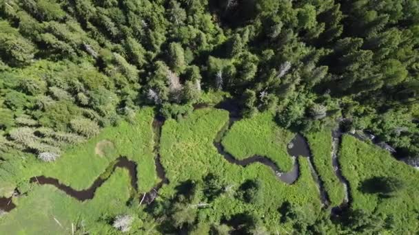 Photographie Aérienne Une Petite Rivière Serpentant Dans Forêt Rivière Fait — Video