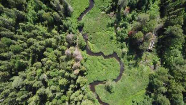 Повітряна Фотографія Маленької Річки Протікає Через Ліс Річка Робить Багато — стокове відео