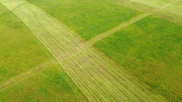 Vue Dessus Des Champs Récolte Avec Les Cueilleurs — Photo