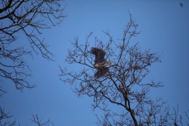 Leylek mavi gökyüzüne doğru uçar