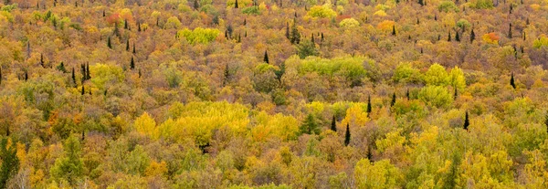 Autumn Background Yellow Green Forest Larch Birch Spruce — Stock Photo, Image