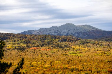 Sonbaharda dağ manzarası. Dağ manzarası ve sonbahar sarı ormanı