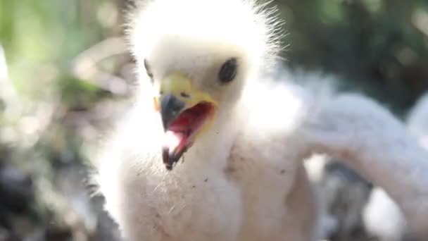 Yuvadaki Eşek Arısı Yiyen Şahin Yavrularının Nadir Görüntüleri Ağacın Tepesinde — Stok video