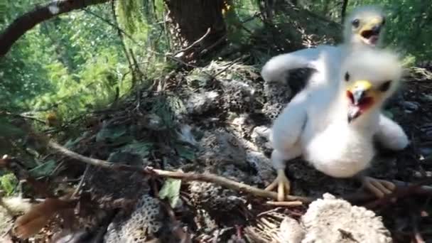 巣の中にいるタカの雛の珍しい映像 木の上に二匹の雛がいる 白いふわふわの鷹の雛は二番目の雛を保護 — ストック動画