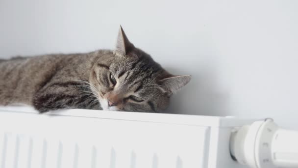 Cat Lies Heating Radiator Background Gray Wall Cat Warms Battery — Stock Video