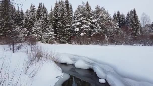 Χειμερινή Εποχή Χιονισμένο Δάσος Από Τον Αέρα Εκπληκτικό Φυσικό Τοπίο — Αρχείο Βίντεο