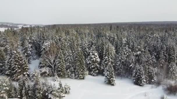 Winterseizoen Besneeuwd Bos Vanuit Lucht Adembenemend Natuurlijk Landschap Bevroren Bos — Stockvideo