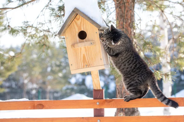 Kedi Kuş Kafesinin Yanında Bekliyor Yavru Kedi Kuşları Izler Bekler — Stok fotoğraf