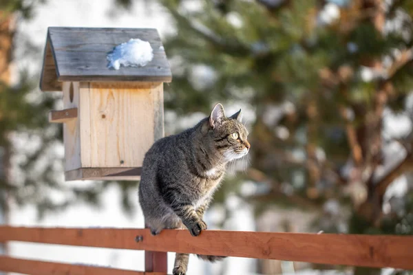 Kedi Kışın Çitin Üzerinde Oturur Kırsal Çizgili Evcil Bir Kedi — Stok fotoğraf