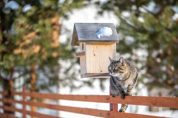 Kedi Kışın Çitin Üzerinde Oturur Kırsal Çizgili Evcil Bir Kedi — Stok fotoğraf