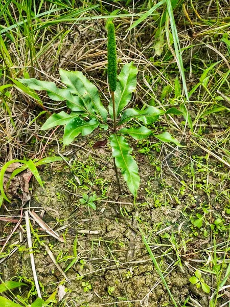 Las Malas Hierbas Que Están Tierra Plantación Tienen Pistilos Muy —  Fotos de Stock