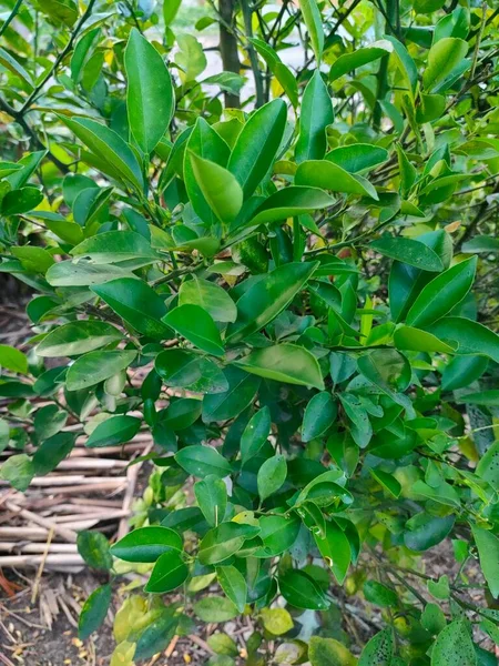 石灰植物の葉は独特の香りがあり呼吸を楽にするのに適しています — ストック写真