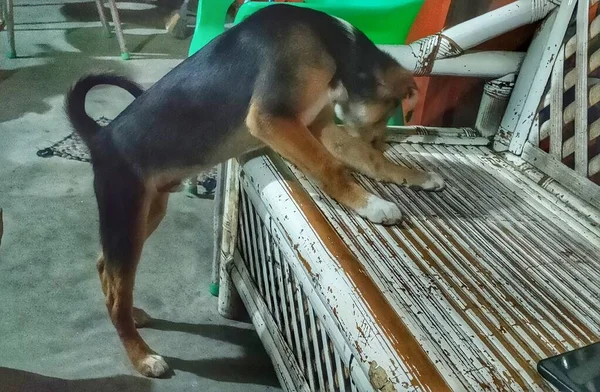Pies Próbuje Wspiąć Się Leżak — Zdjęcie stockowe
