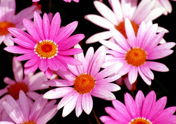 Close Photo Beautiful Collection Red White Flowers — Stock Photo, Image