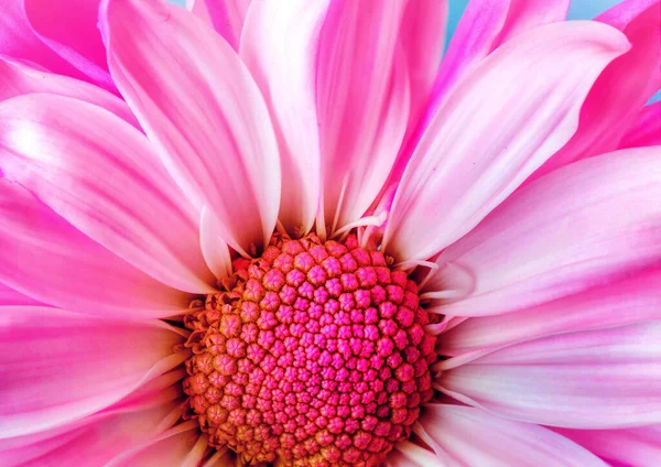 Close Photo Sunflower Has Whitish Pink Color — Stock Photo, Image