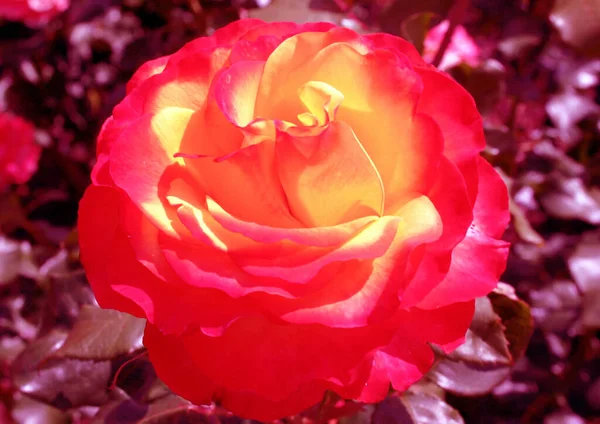 Close Foto Rosas Vermelhas Amareladas — Fotografia de Stock