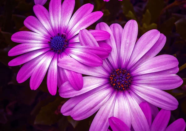 Foto Cerca Flores Blancas Púrpuras — Foto de Stock