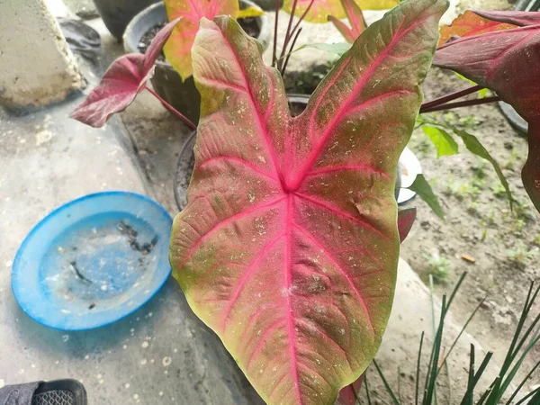 緑色の葉を持つ植物 — ストック写真