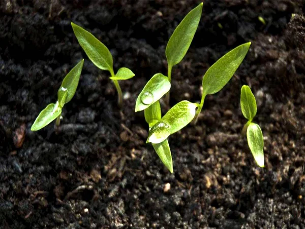 Imagem Plantas Que Crescem Solo Fértil — Fotografia de Stock