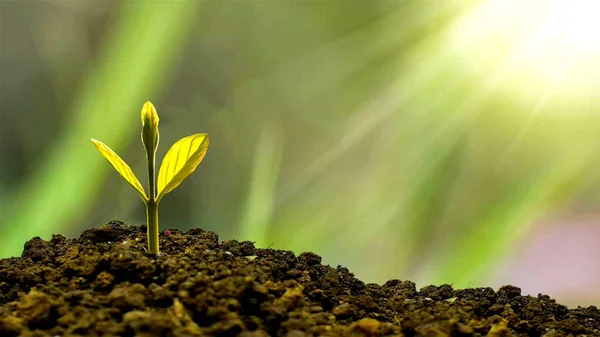 Brotos Plantas Que Crescem São Expostos Luz Solar — Fotografia de Stock