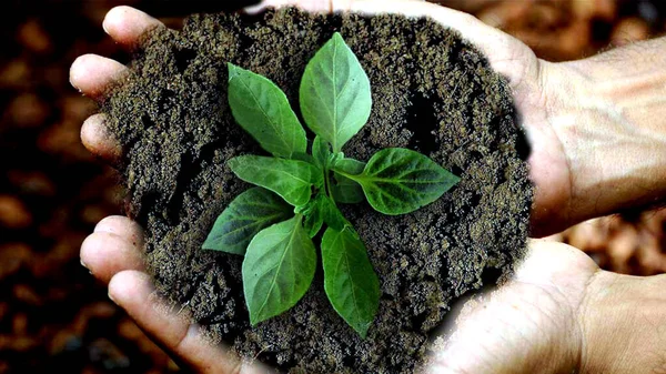 Növényt Tartó Emberi Kéz Képe — Stock Fotó
