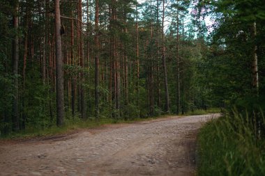 Çam ormanında eski bir taş yol