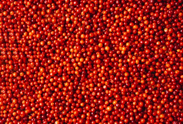 Taze kırmızı inek böğürtleni. Orman meyvelerinin yüksek kaliteli fotoğrafı