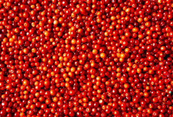 新鮮なおいしい赤いカフルーツの背景 森の果実の高品質の写真 ロイヤリティフリーのストック写真