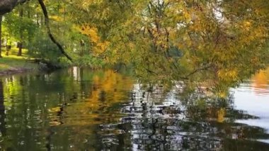 Sonbaharda şehir parkında nehirde yüzüyordu. Yeşil ve sarı yapraklı ağaçlar. 