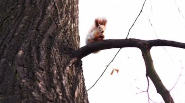 sincap parkta ağaç dalında oturmuş fındık yiyor.