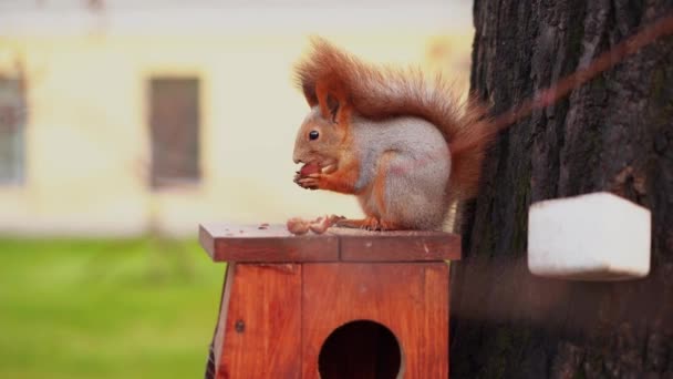 Eichhörnchen Sitzt Vogelfutterhäuschen Und Isst Eine Haselnuss — Stockvideo