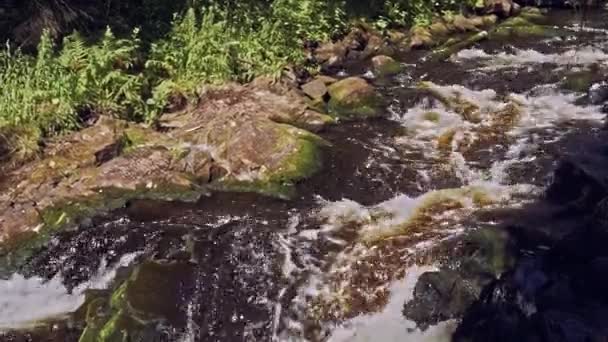 Γρήγορο μικρό βουνό ποτάμι με καταρράκτη στο δάσος — Αρχείο Βίντεο