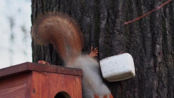 Eichhörnchen Kommt Futterstelle Baum Und Nimmt Haselnuss — Stockvideo