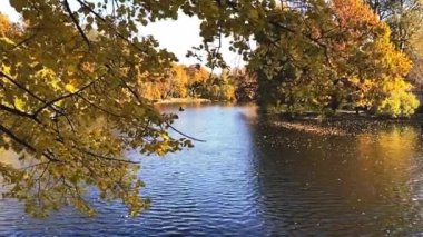 Şehir parkında sonbahar. Yeşil ve sarı yapraklı ağaçlar. Güneş parlayan güzel güneş ışığı. Yüksek kaliteli FullHD görüntüler