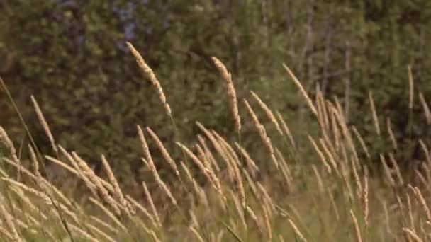 黑麦或麦粒 随风在田里飘扬 有选择地聚焦的视频 — 图库视频影像