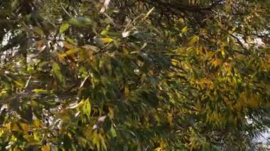 Sonbaharda şehir parkında nehirde yüzüyordu. Yeşil ve sarı yapraklı ağaçlar.