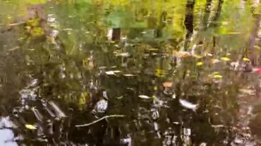 Sonbaharda şehir parkında nehir kıyısında yüzen yapraklar. Yeşil ve sarı yapraklı ağaçlar suya yansıyor