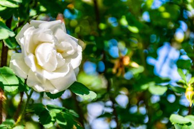 Bahçedeki beyaz güller evin yakınındaki bir arsada yılın güneşli bir yarısında. Arka plan bulanık..