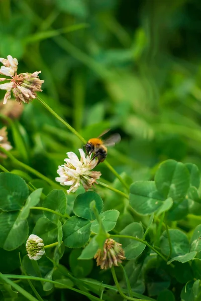 Yaban arısı yaz günlerinde sarı çiçeklerden ve yoncalardan polen toplar..