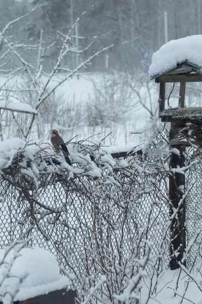Kuş, kışın çitin kenarındaki besleyicinin yanında oturur.