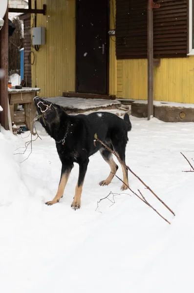 Cane Nero Nella Neve Gioca Con Bastone Scoperto Suoi Denti — Foto Stock