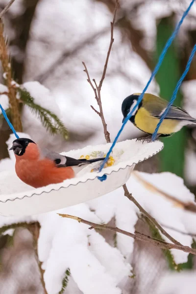 Bullfinches, sparrows, tits peck seeds from the feeder on tree branches in winter