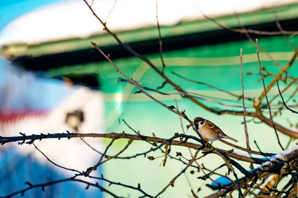 Bullfinches, sparrows, tits peck seeds from the feeder on tree branches in winter