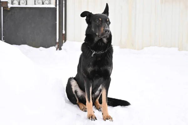 Siyah kulaklı köpek karda oturur ve uzaklara bakar..