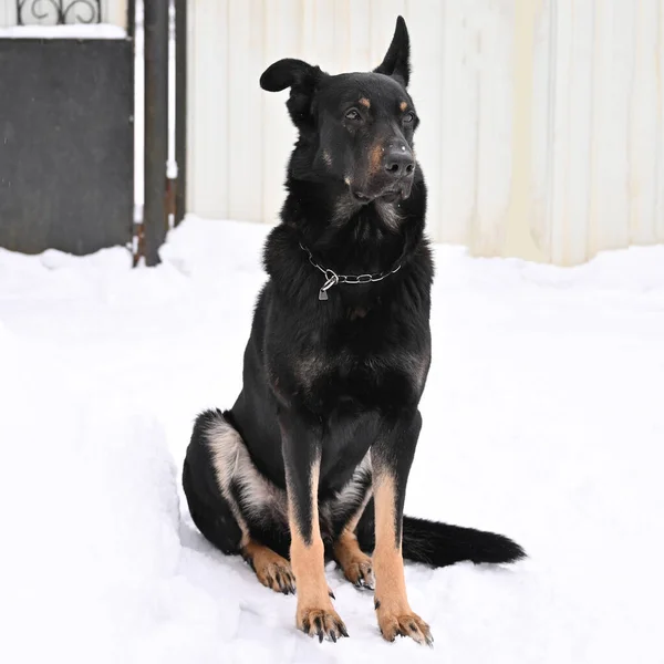 Siyah kulaklı köpek karda oturur ve uzaklara bakar..