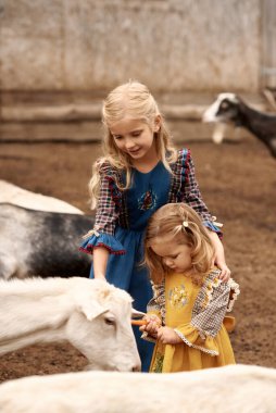 Güzel elbiseli şirin çocuklar çiftlikte yürüyüp keçileri besliyor.