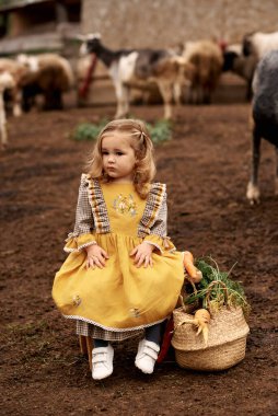 Güzel sarı elbiseli şirin bir çocuğun portresi bir çiftlikteki bankta oturan keçilerin arka planında