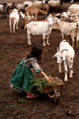 Güzel yeşil elbiseli şirin bir çocuk çiftlikte keçi arka planında yürüyor.