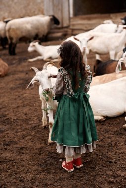 Güzel yeşil elbiseli şirin bir çocuk çiftlikte keçi arka planında yürüyor.